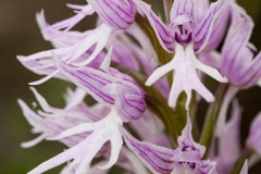 Orchid (Orchis italica)