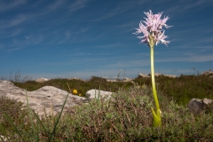 Orchid (Orchis italica)