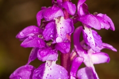 Orchid (Orchis mascula)
