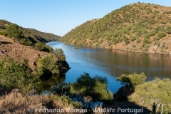 Tejo Internacional Natural Park