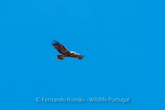 Iberian Imperial Eagle (Aquila adalberti)