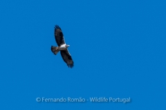 Bonelli's Eagle (Aquila fasciata)