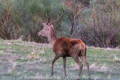 Red Deer (Cervus elaphus)