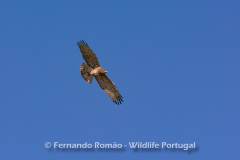 Short-toed Snake Eagle (Circaetus gallicus)