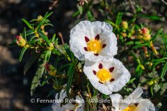 Gum Cistus (Cistus ladanifer)