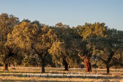 Tejo Internacional Natural Park