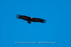 Eurasian Black Vulture (Aegypius monachus)