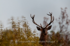 Red Deer (Cervus elaphus)