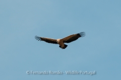 Eurasian Griffon Vulture (Gyps fulvus)