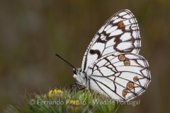 Spanish Marbled White (Melanargia ines)