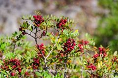 Turpentine Tree (Pistacia lentiscus)