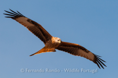 Red Kite (Milvus milvus)