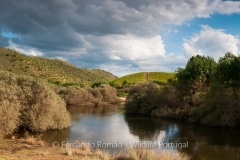 Coa River