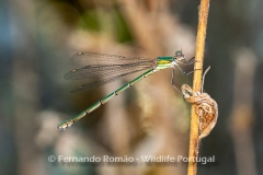 Western Willow Spreadwing (Lestes viridis)