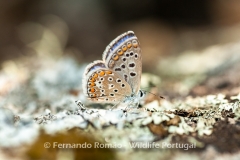 Common Blue (Polyommatus icarus)