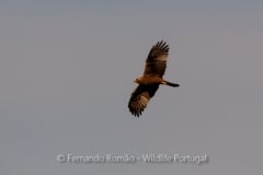 Booted Eagle (Hieraaetus pennatus)