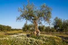 Olive Tree