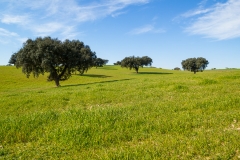 Grassland with Holm Oaks