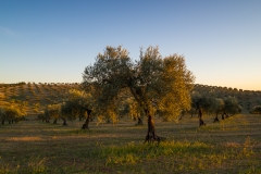 Olival