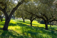 Green grassland under the canopy of the Holm oaks