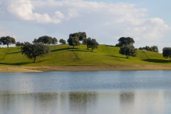 Green grassland with Holm oaks by the lake