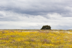 Alentejo landscape