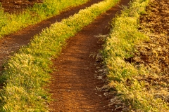 Rural road through the fields