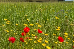 Alentejo landscape