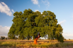 Cork Oak