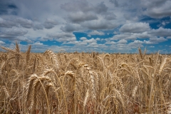 Cereal field