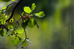 Amieiro (Alnus glutinosa)