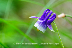 (Aquilegia vulgaris dichroa)