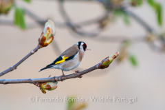 Pintassilgo (Carduelis carduelis)