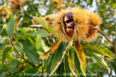 Castanheiro (Castanea sativa)