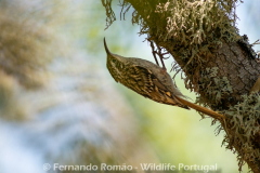 Trepadeira-comum (Certhia brachydactyla)