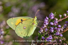 Borboleta-maravilha (Colias croceus)