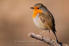 Pisco-de-peito-ruivo (Erithacus rubecula)