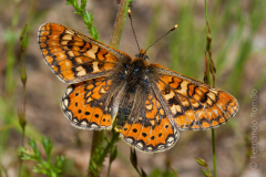 Fritilária-dos-pauis (Euphydryas aurinia)