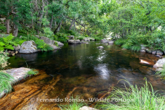 Vale do Mondego