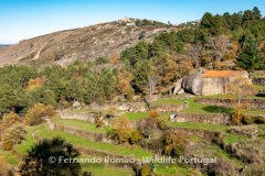 Vale do Mondego