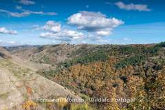 Vale do Mondego