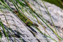 Lagarto-de-água (Lacerta schreiberi)