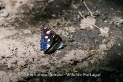 Southern White Admiral (Limenitis reducta)