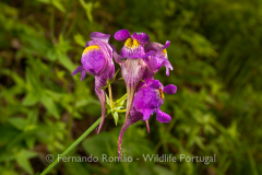 Esporas-bravas (Linaria triornithophora)