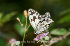 Branca-preta-comum (Melanargia lachesis)