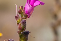 Antirrhinum cirrhigerum