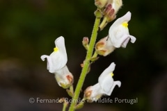 Antirrhinum graniticum