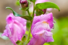 Antirrhinum linkianum