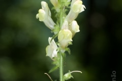 Antirrhinum meonanthum