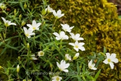 Arenaria montana montana